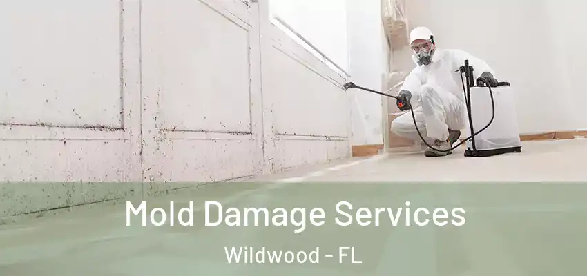 Mold Damage Services Wildwood - FL