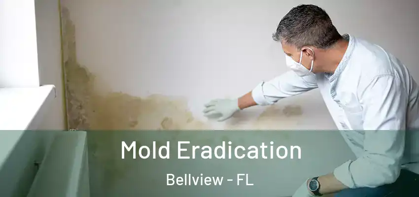Mold Eradication Bellview - FL