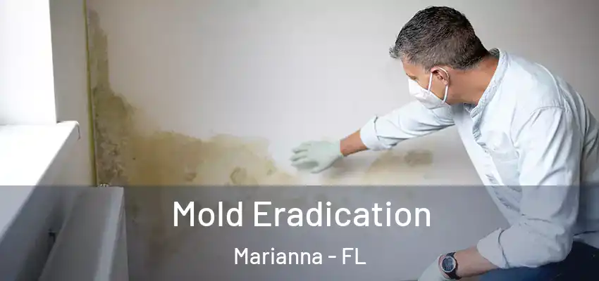 Mold Eradication Marianna - FL