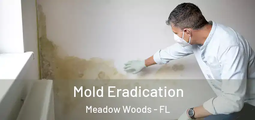 Mold Eradication Meadow Woods - FL