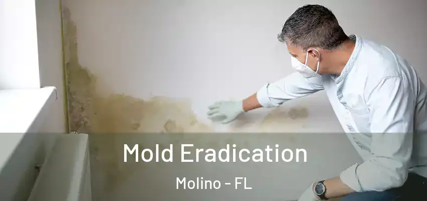 Mold Eradication Molino - FL