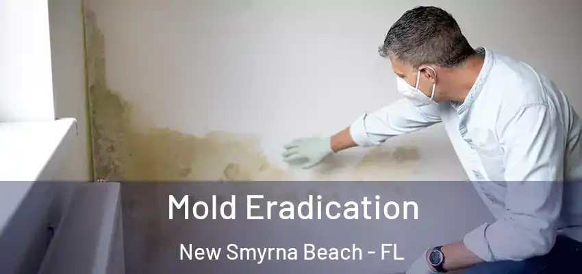 Mold Eradication New Smyrna Beach - FL