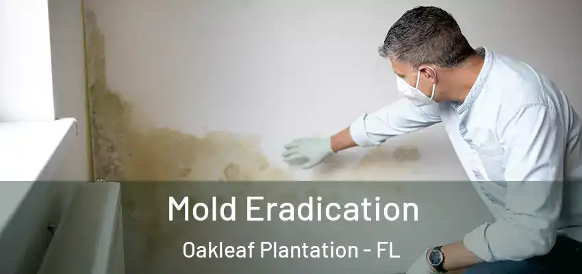  Mold Eradication Oakleaf Plantation - FL