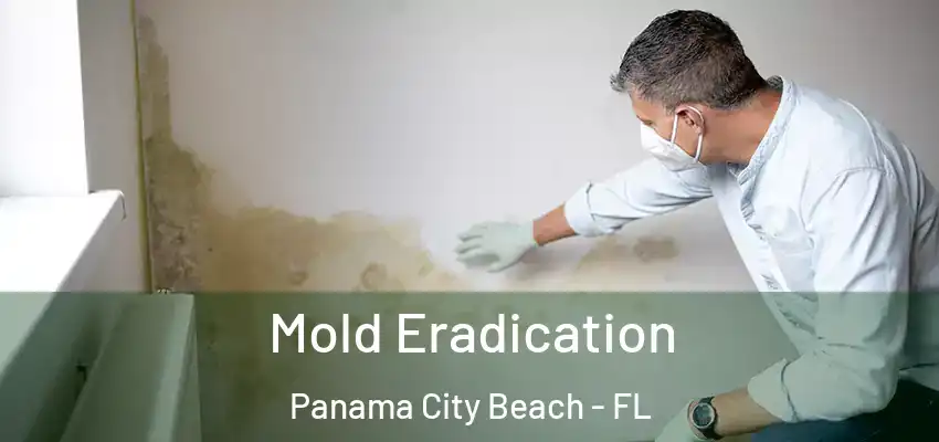  Mold Eradication Panama City Beach - FL