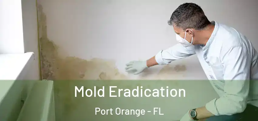  Mold Eradication Port Orange - FL