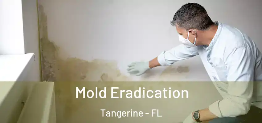 Mold Eradication Tangerine - FL