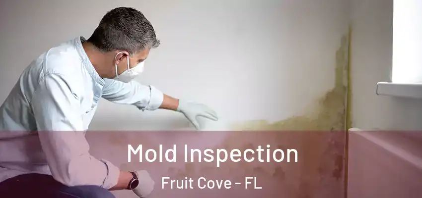 Mold Inspection Fruit Cove - FL