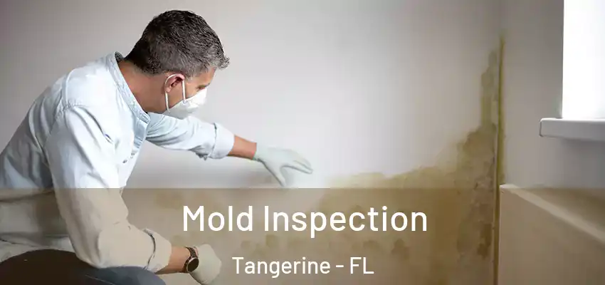  Mold Inspection Tangerine - FL