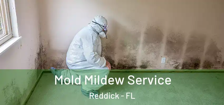 Mold Mildew Service Reddick - FL