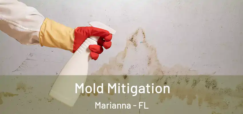  Mold Mitigation Marianna - FL
