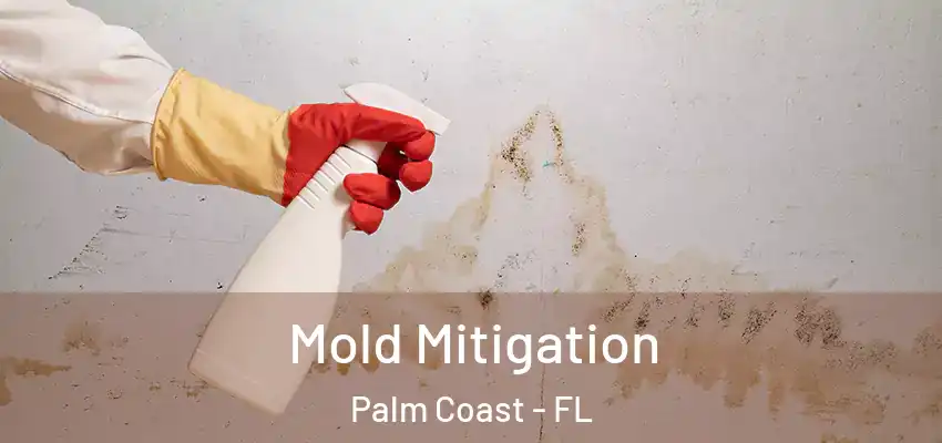  Mold Mitigation Palm Coast - FL