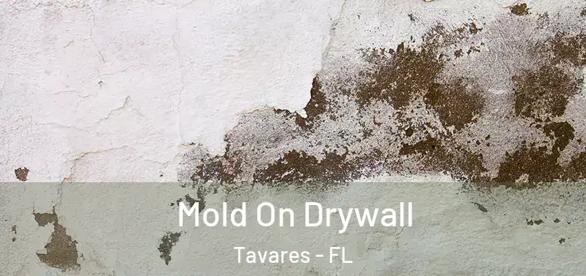 Mold On Drywall Tavares - FL