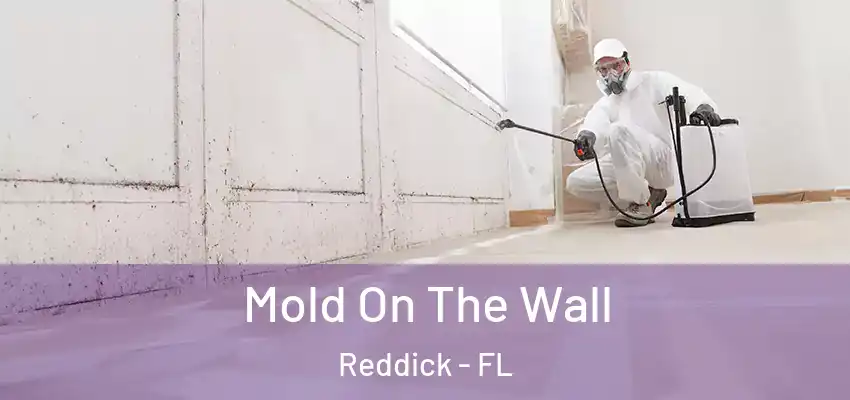 Mold On The Wall Reddick - FL