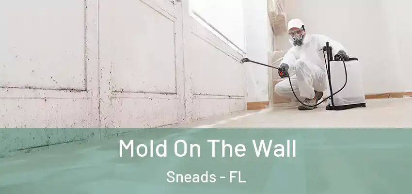  Mold On The Wall Sneads - FL