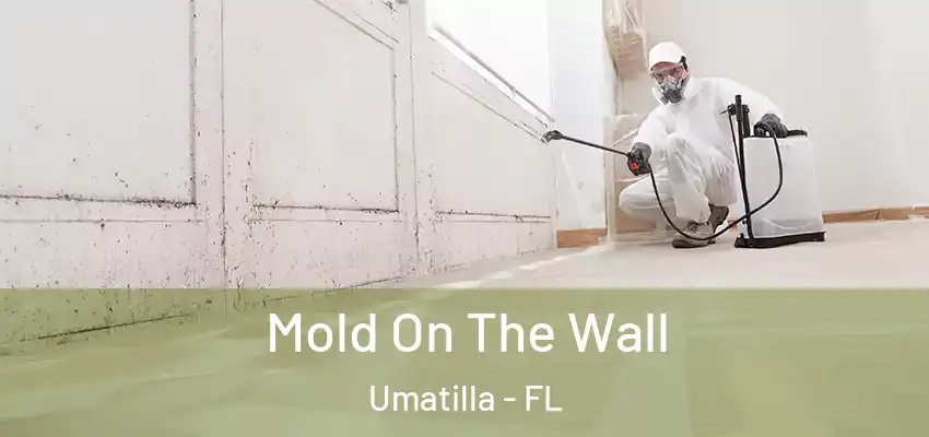 Mold On The Wall Umatilla - FL