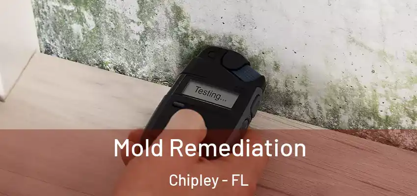  Mold Remediation Chipley - FL