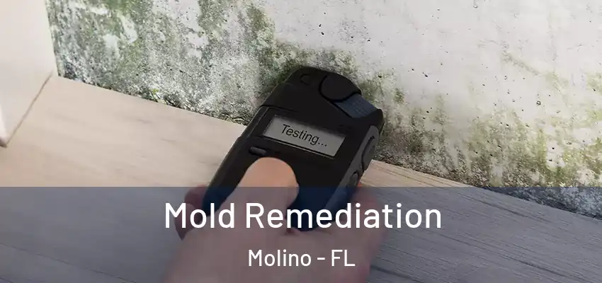  Mold Remediation Molino - FL