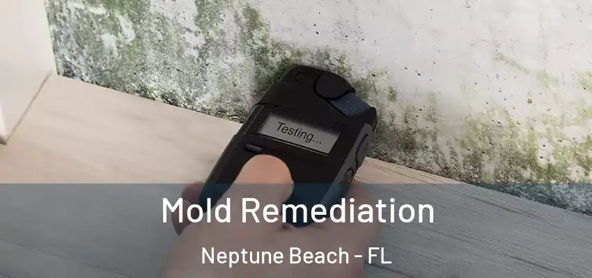  Mold Remediation Neptune Beach - FL