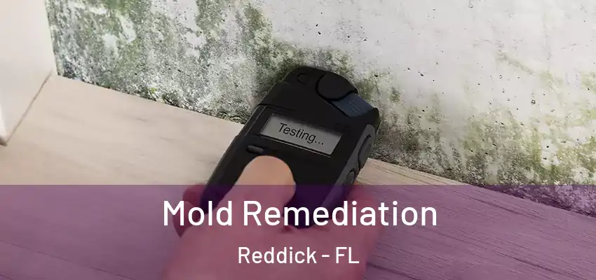 Mold Remediation Reddick - FL