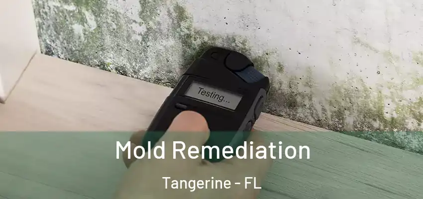  Mold Remediation Tangerine - FL