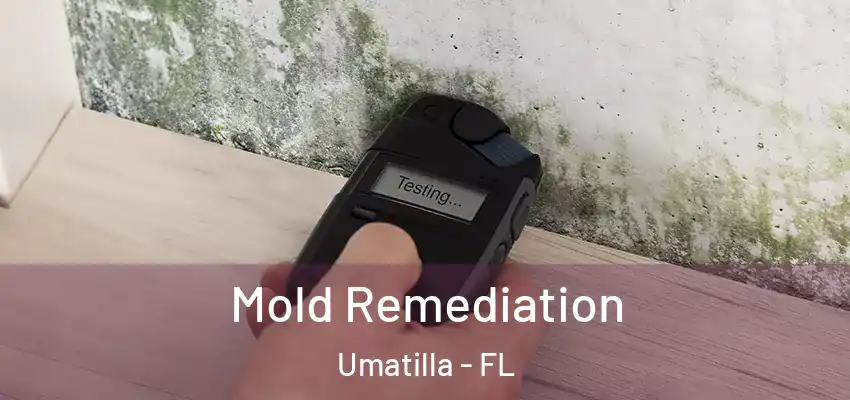 Mold Remediation Umatilla - FL