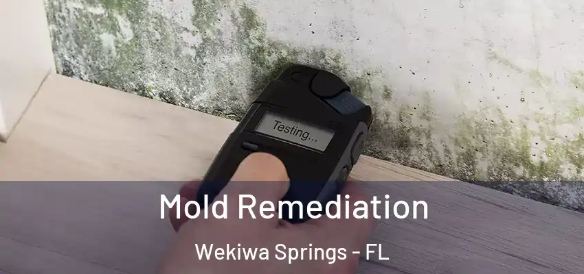  Mold Remediation Wekiwa Springs - FL