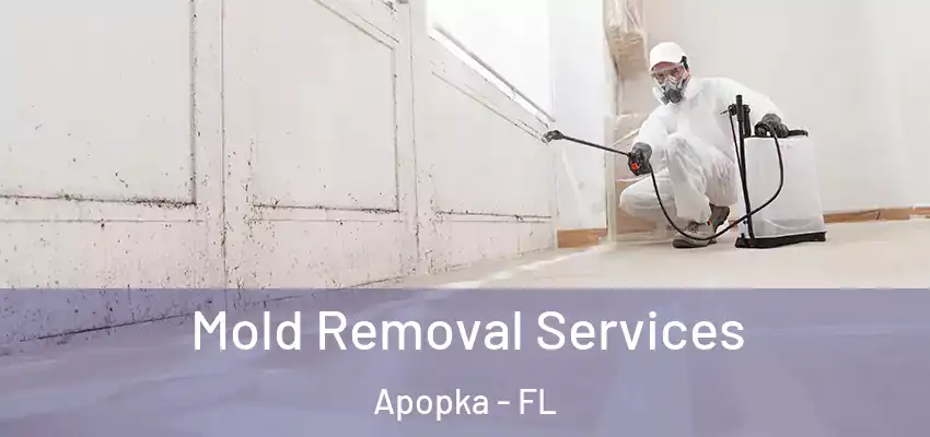  Mold Removal Services Apopka - FL