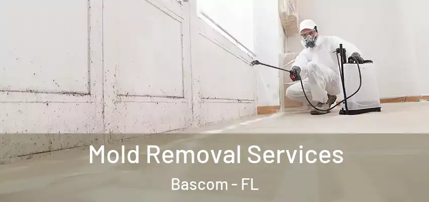 Mold Removal Services Bascom - FL