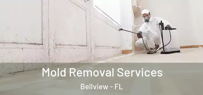  Mold Removal Services Bellview - FL
