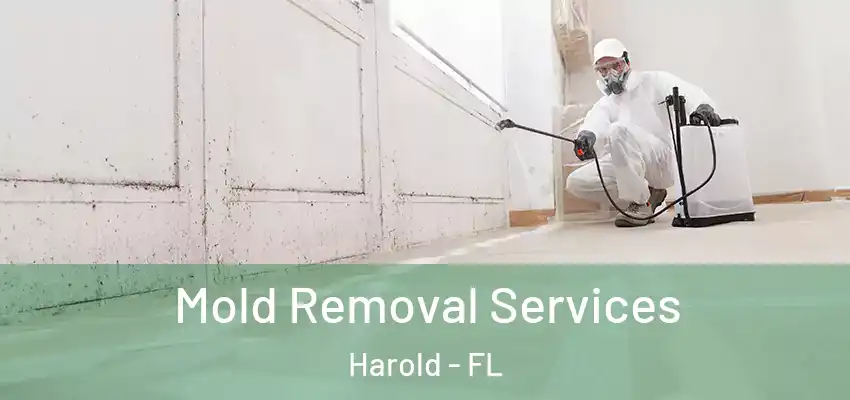  Mold Removal Services Harold - FL