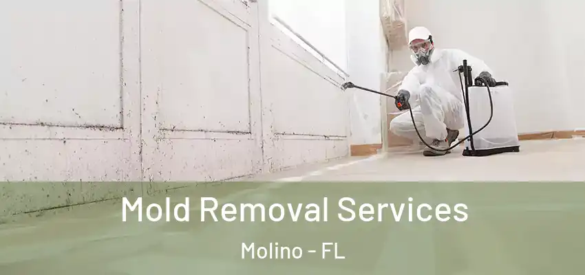 Mold Removal Services Molino - FL