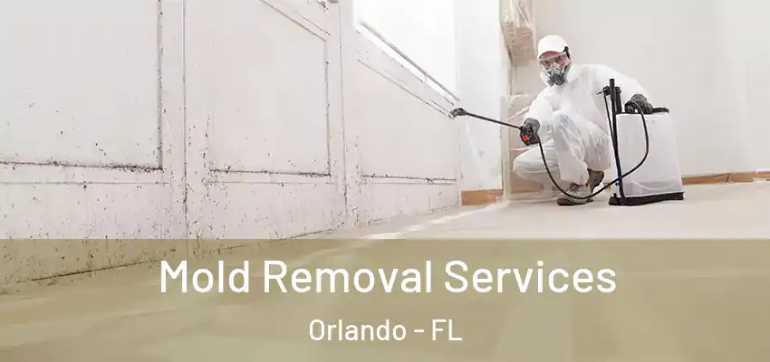 Mold Removal Services Orlando - FL