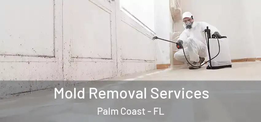 Mold Removal Services Palm Coast - FL