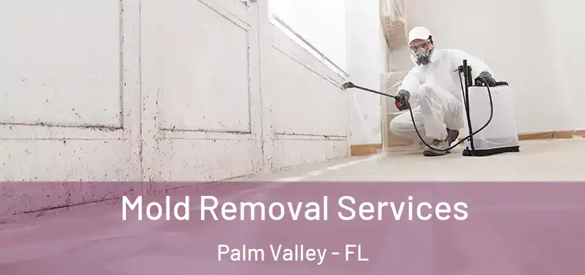 Mold Removal Services Palm Valley - FL