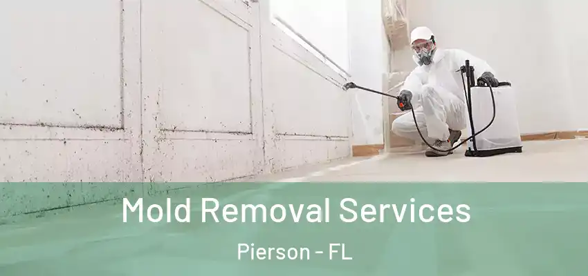  Mold Removal Services Pierson - FL