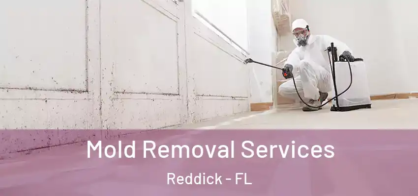  Mold Removal Services Reddick - FL