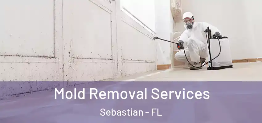 Mold Removal Services Sebastian - FL