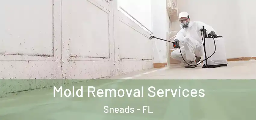  Mold Removal Services Sneads - FL