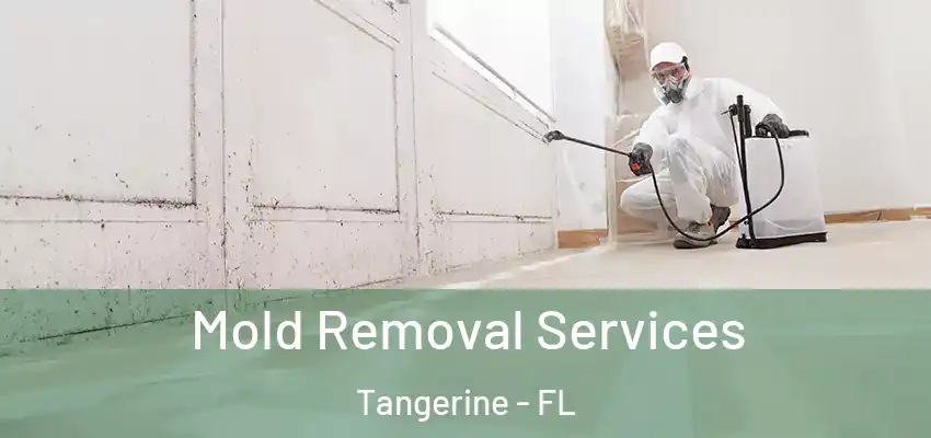 Mold Removal Services Tangerine - FL