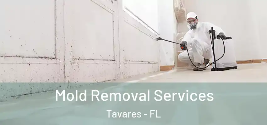Mold Removal Services Tavares - FL