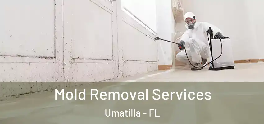  Mold Removal Services Umatilla - FL