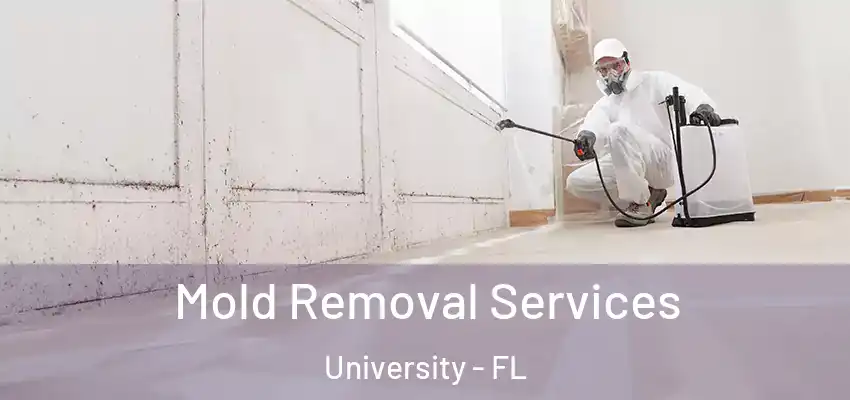  Mold Removal Services University - FL