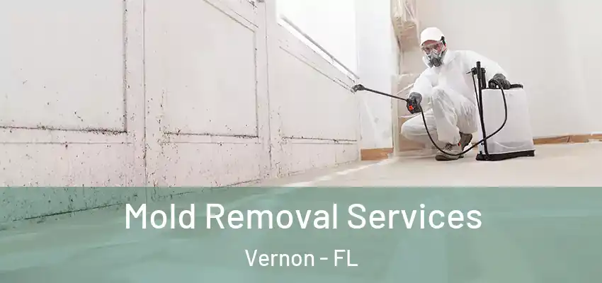  Mold Removal Services Vernon - FL