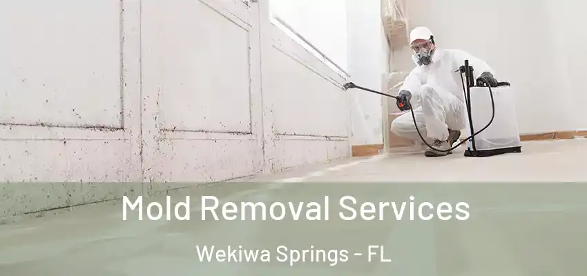  Mold Removal Services Wekiwa Springs - FL