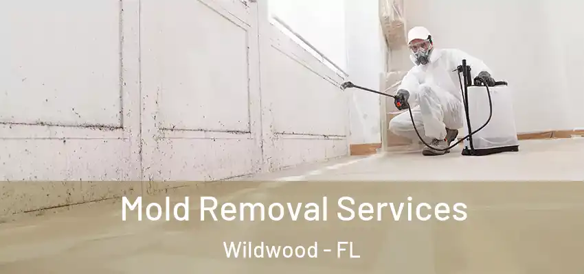  Mold Removal Services Wildwood - FL