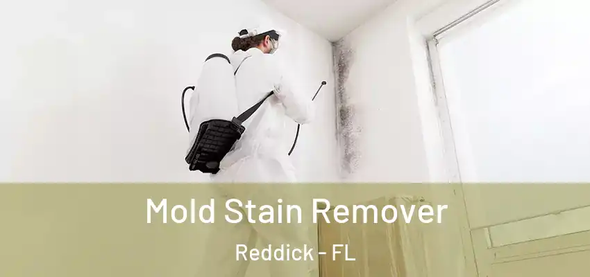Mold Stain Remover Reddick - FL